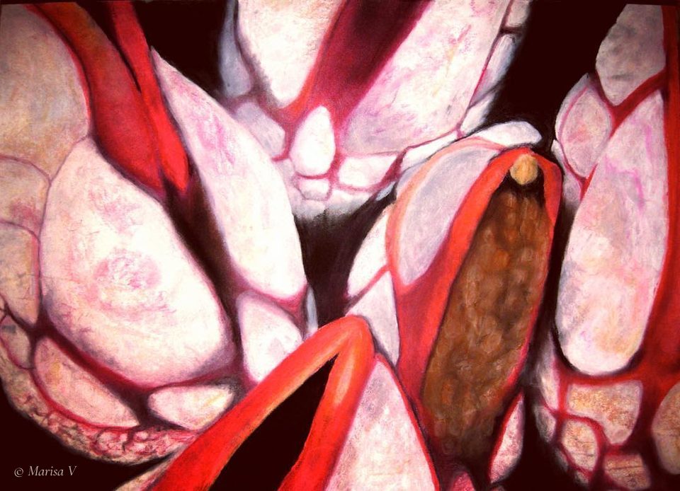 Extreme close-up pastel drawing of white shells outlined in red, on a black ground.