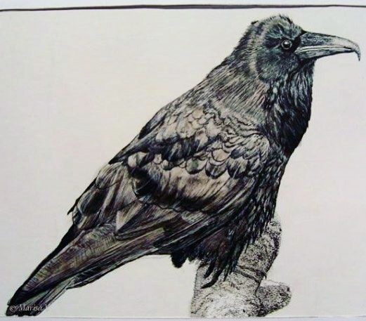 Black ink drawing of a raven perched on a branch, built entirely from fine hatching, on white paper.