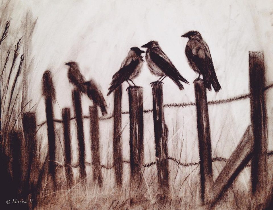Sepia-toned charcoal drawing: five crows perched on wooden fence posts strung with barbed wire, in tall grass; the two at left are blurred.